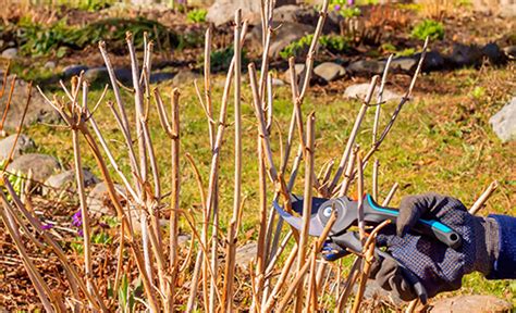 Pruning Hydrangeas In The Spring Adams Fairacre Farms