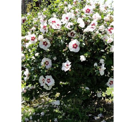 Hibiscus Syriacus Red Heart Tuincentrum Pelckmans