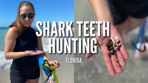 Shark Teeth Hunting At Manasota Beach Florida Youtube