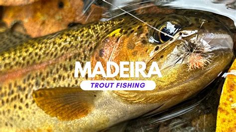 Madeira Trout Fishing Fly Fishing On Madeira Island For Wild Rainbow