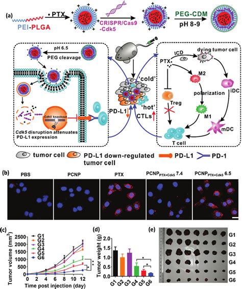 A Schematics Representation Of Ph Responsive Nanoparticles For Ptx And