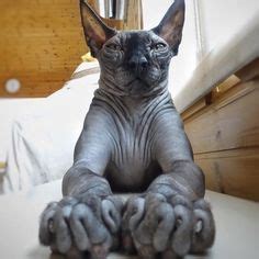 Naked Kitties Ideas Hairless Cat Sphynx Cat Crazy Cats