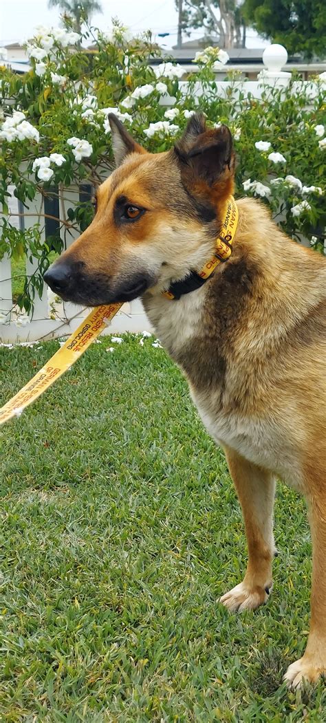 Lady - German Shepherd Rescue of Orange County