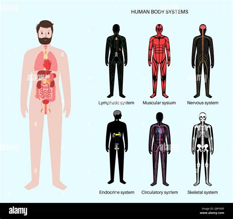 Human Systems Set Illustration Stock Photo Alamy