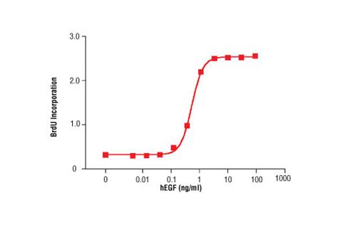 Human Epidermal Growth Factor HEGF Cell Signaling Technology