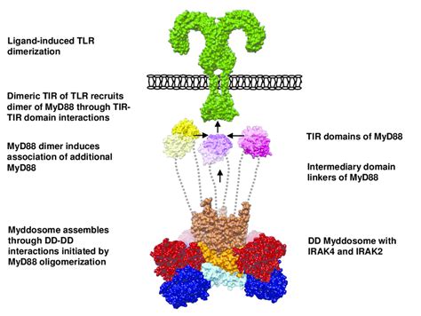 Figure S Molecular Model Representation Of The Activation Of Tlr