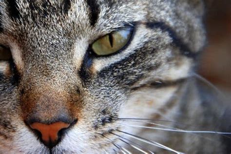 La Signification Spirituelle Du Chat Ses Interpr Tations Possibles