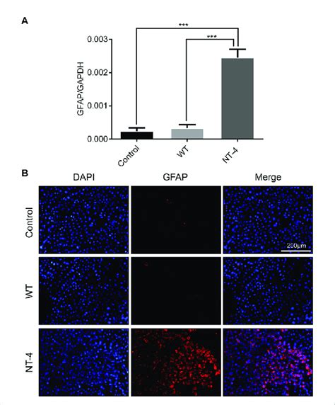 Nt 4 Induced The Potential Differentiation Of Ht22 Cells A The Mrna