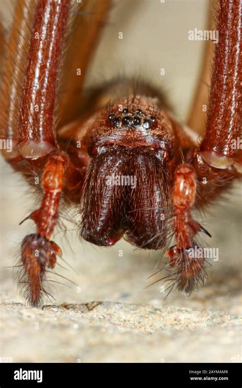 Araign E G Ante De Maison Europ Enne Araign E G Ante De Maison