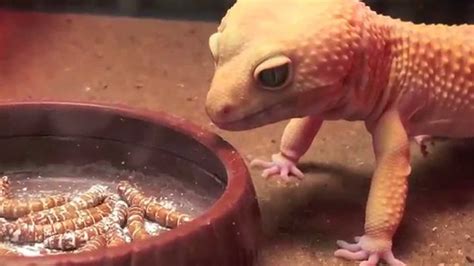 How Many Mealworms Do Leopard Geckos Eat New Update