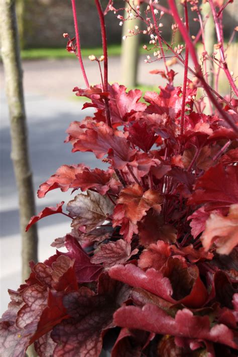 Heuchera Peach Flambe Purperklokje Bloemenpark Appeltern