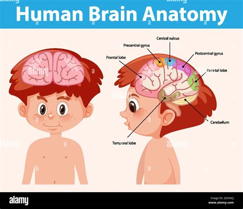 information poster  human brain diagram illustration stock vector