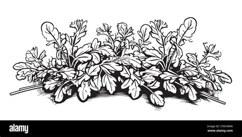 Wild Flower Field Border Hand Drawn Sketch In Doodle Style Vector