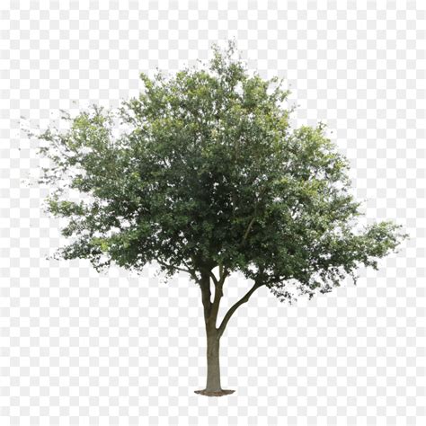 oak tree png transparent image  designers