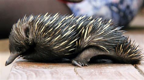 Baby echidna nursed back to health after accident with a bulldozer | OverSixty