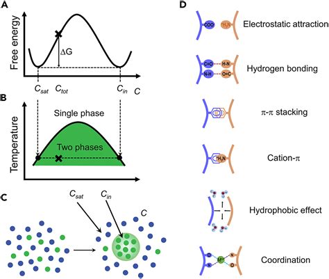 Peptide Self Assembly Through Liquid Liquid Phase Separation Chem