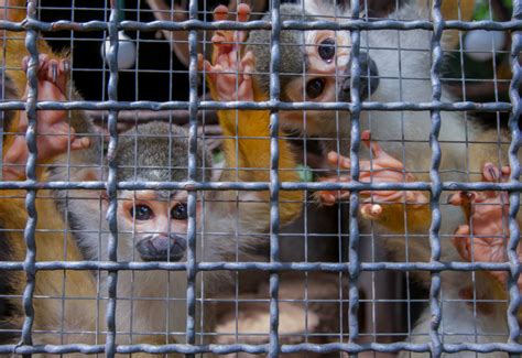 500 trafiquants d animaux sauvages arrêtés par Interpole