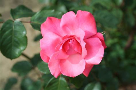 Galway Bay Climbing Rose 4 Litre Stewarts Garden Centre