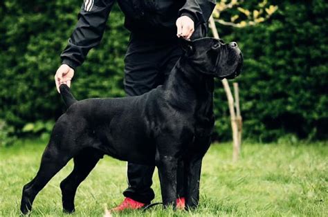 終極猛犬之最，最適合家養的四大護衛 每日頭條