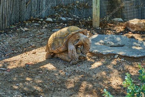 Dos Tortugas Se Reproducen En El Zoológico Esta Foto La Madera Está