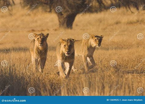 Lions hunting stock image. Image of wilderness, bush, travel - 1369925