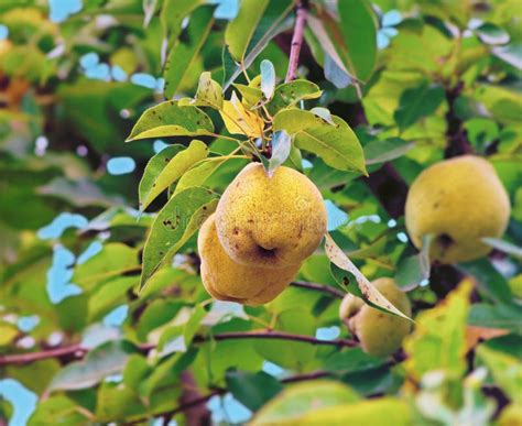 Coing Sur L Arbre Image Stock Image Du Doux Fruit Lames