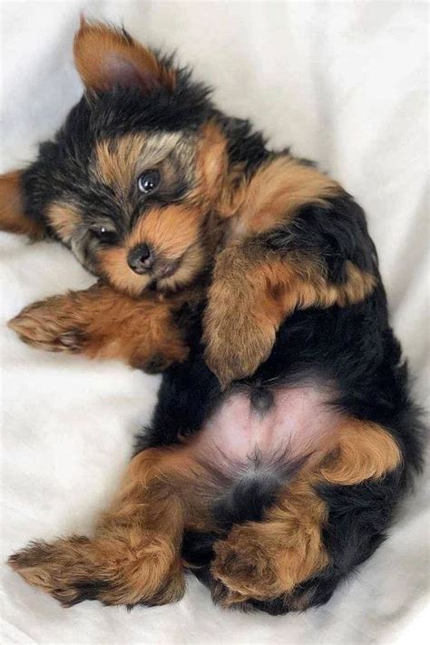 20 Yorkshire Terrier Puppies That Will Steal Your Heart Away