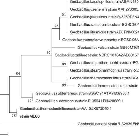 Phylogenetic Tree Based On 16s Rrna Gene Sequences Showing The