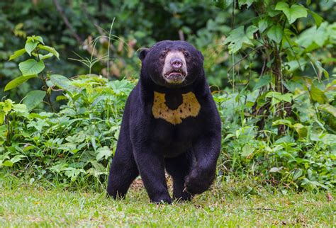 sun bear size location facts britannica