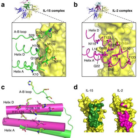 The Crystal Structure Of The Quaternary Il 15 Receptor Complex A