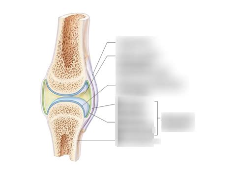 General Structure Of A Synovial Joint Diagram Quizlet