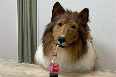 Homem que gastou fortuna para se tornar um collie reconsidera decisão