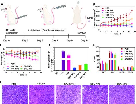 In Vivo Antitumor Evaluation In The 4t1 Tumor Model N 5 A