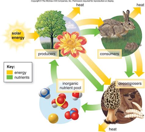 Energy Flow Through An Ecosystem Diagram Environmental Studi