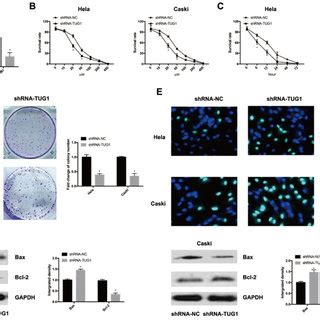 Tug Knockdown Inhibited The Proliferative Rate But Accelerated The