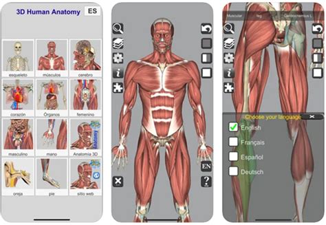 Mejores Apps Para Aprender Anatomía Desde Iphone