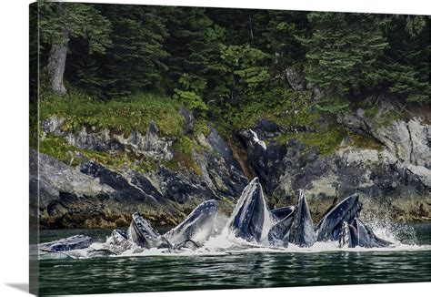 Glaucous Winged Gull Over Bubble Net Feeding Humpback Whales Alaska