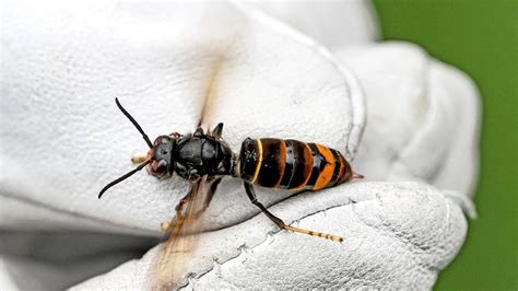 Asiatische Hornissen Breiten Sich In Europa Aus Sind Sie Bald In