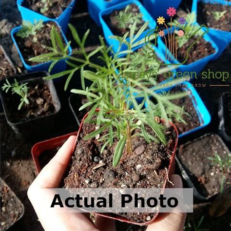 Cosmos Double Click Snow Puff Seeds Cosmos Bipinnatus Shein Brasil