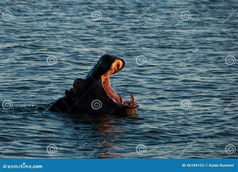 Hippo yawn stock image. Image of single, capensis, daybreak - 46184153