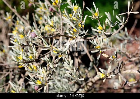 Orijama or leña buena Cneorum pulverulentum or Neochamaelea