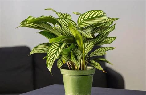 26 Prayer Plant Varieties with Pictures and Names