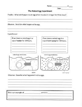 Egg Osmosis Diagram