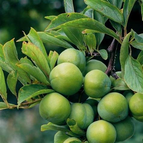 Regina Claudia Verde Vivai Spinelli La Frutta che verrà