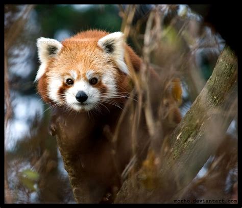 Playful Red Panda Hide And Seek