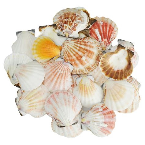 Australian Scallop (Pecten fumatus) flat half - Simply Shells