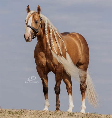 Buckskin Quarter Horse Stallion - Show Me The Buckles - Stable Express