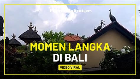 Sedang Viral Di Bali Ekor Burung Merak Tak Dikenal Hinggap Di Atap