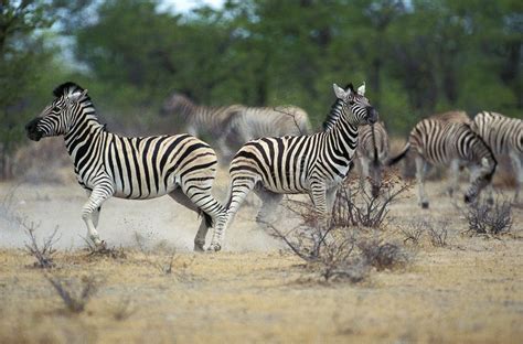 Burchell S Zebra Equus Burchelli Herd Kenya Stock Photo Image Of