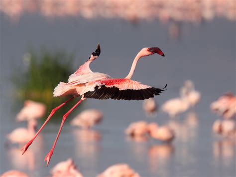 Lesser Flamingo